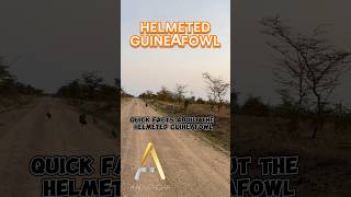 Quick Facts about the Helmeted Guinea Fowl [upl. by Kaleena]