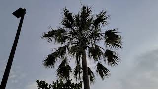 Livistona rigida Is An Excellent Palm For Many Different Climates [upl. by Laehcor]