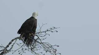 Discover the thrill of the Eulachon run and wildlife viewing along the mighty Skeena River [upl. by Adnek574]