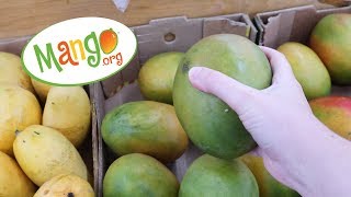 Learn how to choose a ripe mango  National Mango Board Vlog [upl. by Clotilda]