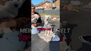 Wer gewinnt Hund vs Hund 🐶 vlog hund djineo [upl. by Asir824]