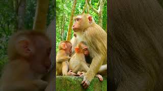 Most Adorable Baby Monkey  Little Baby Lexi Try To Wake Up Luno To Play With Him monkeylove [upl. by Yznel]