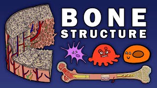 BONE STRUCTURE [upl. by Karrah]