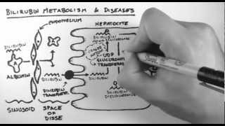 Bilirubin 2  Bilirubin Metabolism amp Diseases [upl. by Aieki]