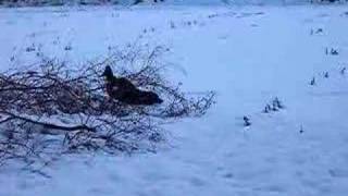 Der kleine Hund im Schnee Hüpf Hüpf [upl. by Whitnell]