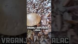 VrganjKapitalac porcino boletus nature new foryou short shorts [upl. by Jerry]