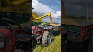 அறுவடை🌾🌾 logwinvlogs agriculture tamil tamilnadu harvest nammamannu trending love shorts [upl. by Tletski]