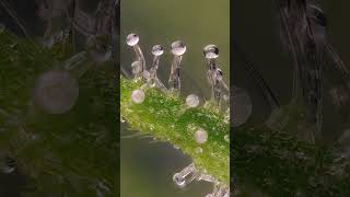 Up close trichomes of the Cannabis Sativa flower a few weeks before harvest [upl. by Rilda440]