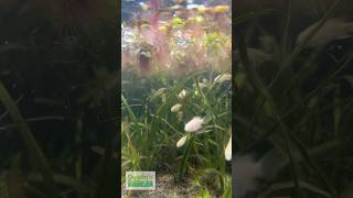 TILAPIA EAT DUCKWEED [upl. by Sage]