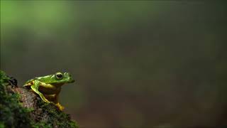 Tree Frog Sound  Free Sound Effects  Animal Sounds [upl. by Amalee]