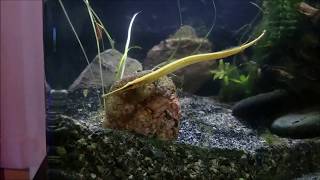 Freshwater Pipefish Doryichthys martensii eating frozen mysis [upl. by Hpesojnhoj]