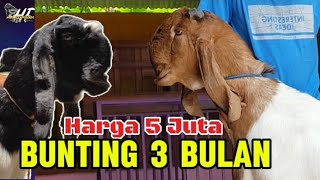 UPDATE HARGA KAMBING TERBARURAS KALIGESING [upl. by Rafael184]