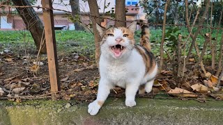 Hungry Calico cat meows loudly asking for food [upl. by Bamford]