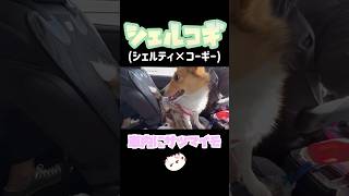 【蒼空】🍠🍠🍠 いぬ 犬 dog いぬのいる生活 犬のいる暮らし コーギー シェルティ cute animals 那須 アウトレット [upl. by Naget]