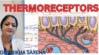 Thermoreceptors Types of receptors [upl. by Htenywg]