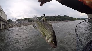 Catching Flathead Catfish On LIVE White Bass In VIOLENT Waters [upl. by Adrea]