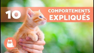 10 COMPORTEMENTS DES CHATS expliqués 🐱❓ [upl. by Donna12]