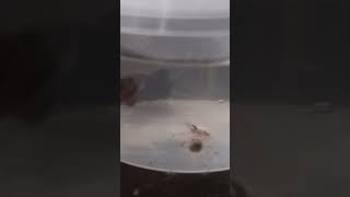 Aquarium snails time lapse [upl. by Opalina]