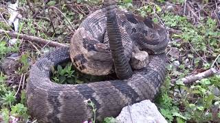 Timber Rattlesnake Crotalus horridus Rattling [upl. by Eimarrej]