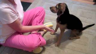 Does Your Dog REALLY Want to be Petted [upl. by Kenzi]