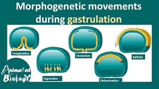 Morphogenetic movements  invagination involution ingression delamination amp epiboly [upl. by Aihsyak80]