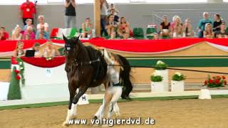 Tessa Belardi USA  FEI Junior WC Ebreichsdorf 2017  Female 17 [upl. by Dick447]