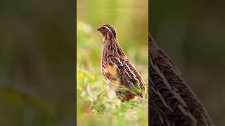 common Quail quail Bater ki Awaaz youtubeshorts [upl. by Ahteral]