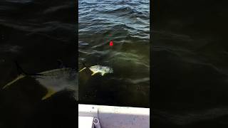 Jack Crevalle April Pensacola Bay saltwaterfish fishing florida [upl. by Gord]