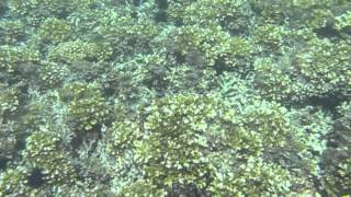 Reefs at Isla Coibita Panama [upl. by Lleunamme]