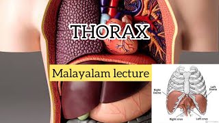 Introduction to Thorax MALAYALAM [upl. by Zeitler]