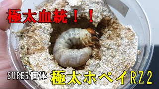 【極太血統】ホペイオオクワガタのSUPER個体！！極太ホペイRZ2がすごい！！【カブトムシ・クワガタ】 [upl. by Walli767]