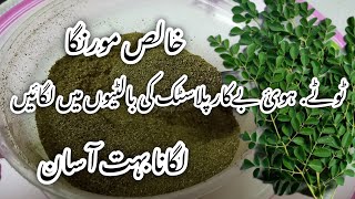 How to grow moringa in pot مورنگا گملوں میں کیسے لگائیں [upl. by Nogem]