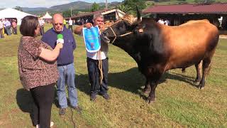 Tizón Gran Campeón de Toros de raza Asturiana de los Valles tipo normal [upl. by Ohare130]