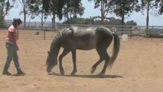 World Champion Cutting Horse Trainer [upl. by Flossi]