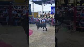 JUANITO JR DE TOCUARO VS TORO EL CARAJILLO😨 jaripeo shorts [upl. by Hazrit]