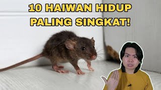 10 Haiwan Hidup Paling Singkat [upl. by Fallon]