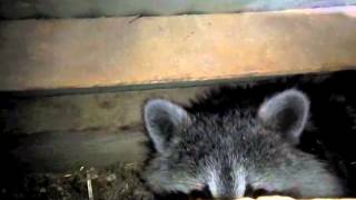 Catahoula Leopard Dog Finds Raccoon in Horse Barn [upl. by Kela]