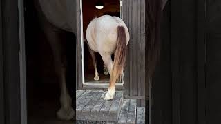 How did the horse get into the house  drafthorses horse draftcross viralvideo [upl. by Uchish495]