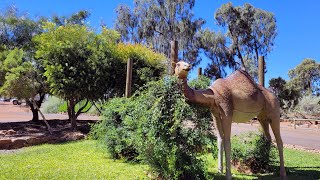 Ayers Rock Campground [upl. by Amitarp]