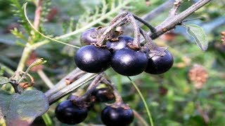 Hierba Mora  Propiedades Curativas Y Beneficios Solanum nigrum [upl. by Lissie]