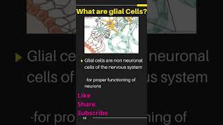 What are Glial cells 6 Types of Glial cells [upl. by Targett]