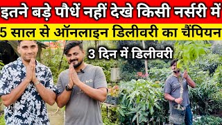 5 साल से ऑनलाइन डिलीवरी का चैंपियन 3 दिन में डिलीवरी  online fruit plant nursery  plants nursery [upl. by Anavlis464]