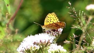 Kaisermantel Argynnis paphia [upl. by Doner]