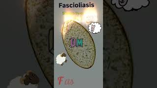 Fasciola hepatica egg⭐ Fascioliasis🤓👍Parasitology👍🔬✅ [upl. by Annoda]