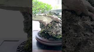 TUGAS VITEX PARVIFLORA SLANTINGROCK GROWN bonsai trendingshorts shorts short subscribe [upl. by Mcgean368]