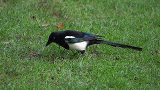 Magpie eating ants [upl. by Babara]