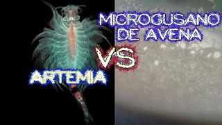 Artemia vs microgusano de avena ¿Cuál es mejor alimento [upl. by Dareece690]