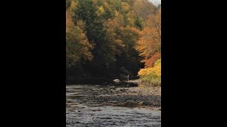 Exploring Catskill Fly Fishing [upl. by Enytsirk]