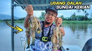 GASAK DISERANG Udang Galah Sungai Kerian [upl. by Kendy]