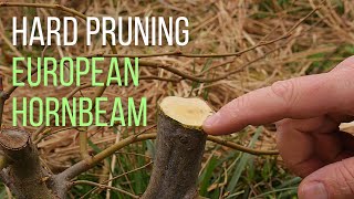 Hard pruning an European hornbeam Carpinus betulus pre bonsai [upl. by Solita740]